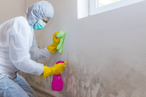 Mold Remediation for Rental Properties in Woodson Terrace, MO